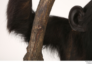 Chimpanzee Bonobo arm shoulder 0002.jpg